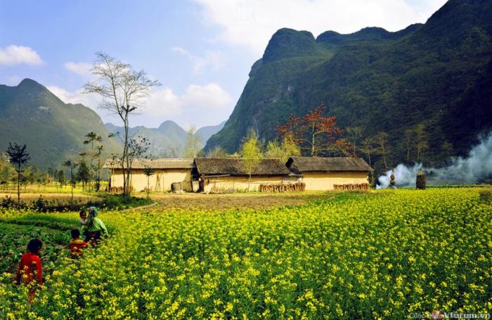 Hoa cai vang