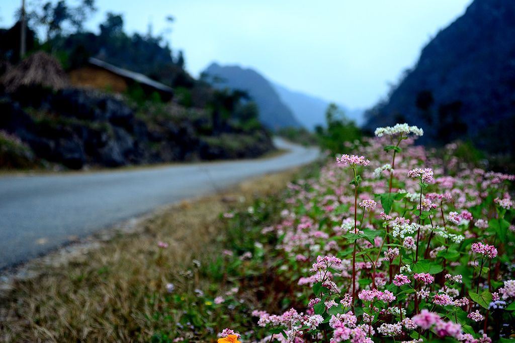 Du lịch Mộc Châu tháng 11